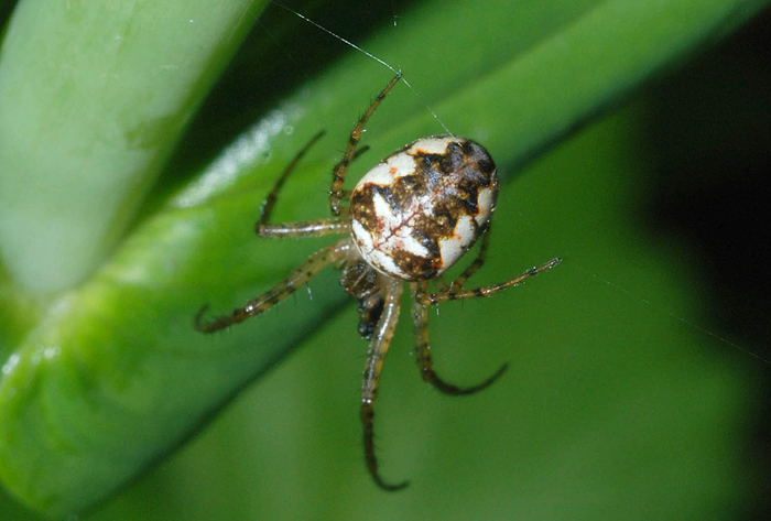 Metellina sp.